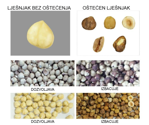 Mašina sortira jezgru lješnjaka i odvaja trule od zdravih
