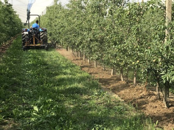 Kadioglu KS100 Star zvijezda za medjurednu obradu traktorska za travu i korov