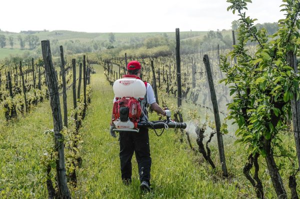 Leđna motorna prskalica CIFARELLI M1200 u radu u vinogradu