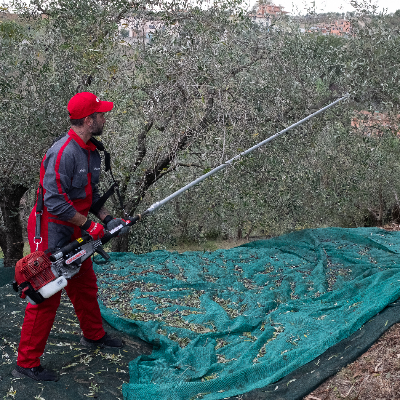 Motorni tresač CIFARELLI SC800 u radu Motorni tresač CIFARELLI SC800 u radu